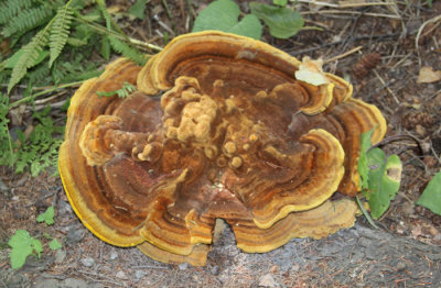 FUNGUS AMONG US!!