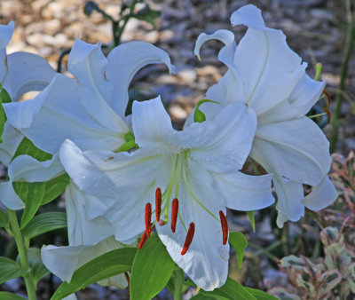 LILIES IN A ROSE GARDEN!!