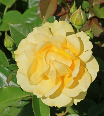 BEAUTIFUL YELLOW ROSE