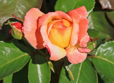 BEAUTIFUL ROSE