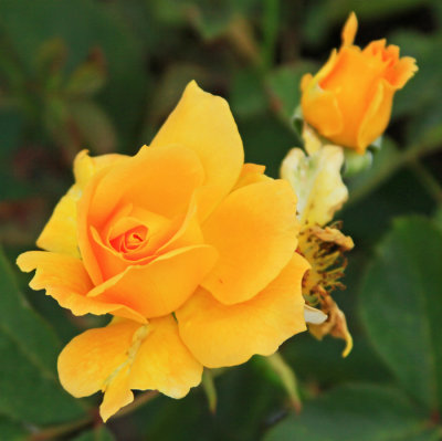 YELLOW ROSE OF ....