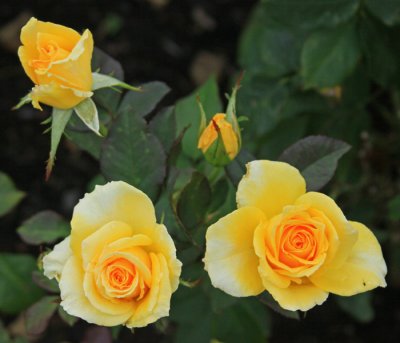 BEAUTIFUL ROSES