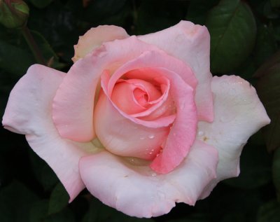 BEAUTIFUL ROSE