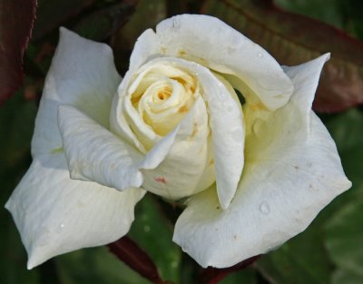 WHITE ROSE