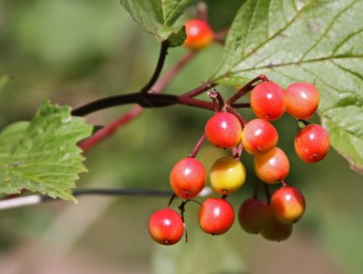TRAILSIDE BERRIES