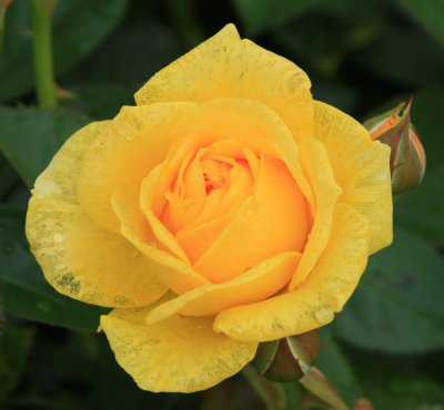 BEAUTIFUL YELLOW ROSE