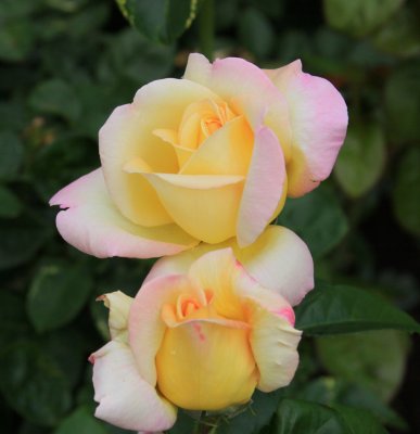 DULUTH: THE ROSE GARDEN