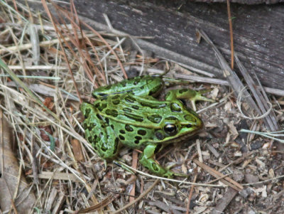 WISCONSIN GREEN FROG