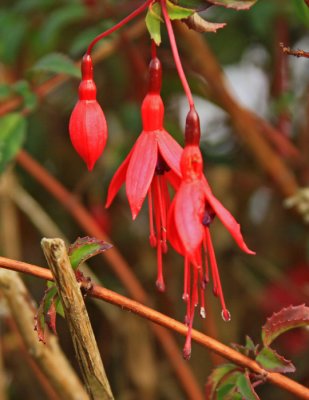 BEAUTIFUL FUSHIA