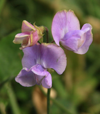 BEAUTIFUL FLOWER