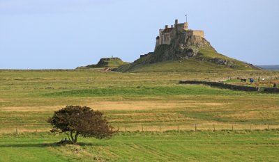 TREE GUARDING THE CASTLE