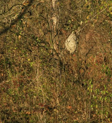 HORNET'S NEST: VIEW ALONG THE TOWPATH