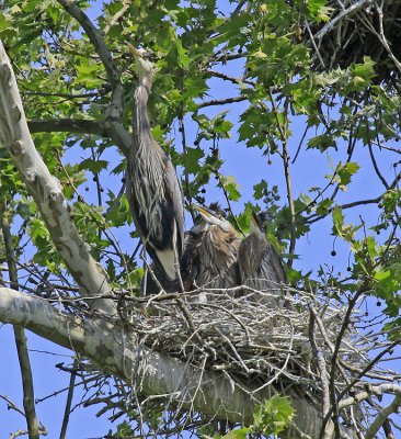 NESTING WITH YOUNG