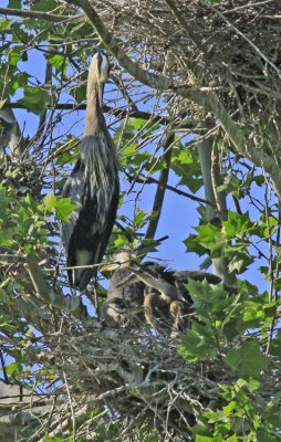 NESTING WITH YOUNG
