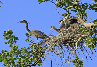 ADULT AND FOUR CHICKS