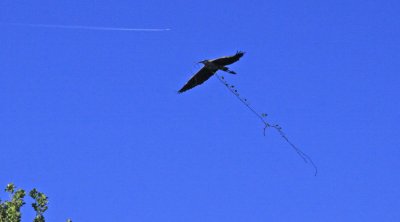 BRINGING NESTING MATERIAL