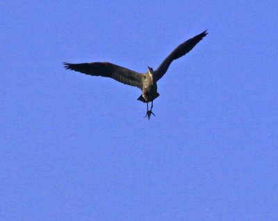 HERON IN FLIGHT