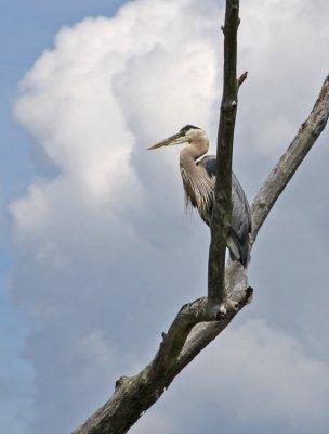 'HERMAN' AT THE BEAVER MARSH