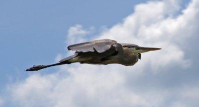 FLYBY AT THE BEAVER MARSH