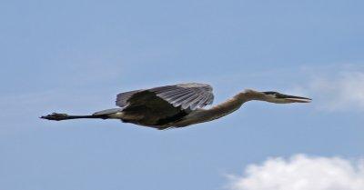 FLYBY AT THE BEAVER MARSH II