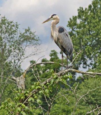 'HERMAN' PERCHED IN THE TREES