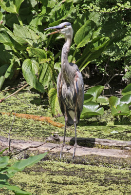 'HARRY' FISHING IN THE OLD CANAL