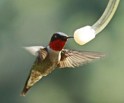MALE RUBY THROAT