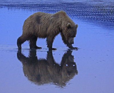 ALASKAN BROWN BEAR CLAMING IN THE EARLY MORNING