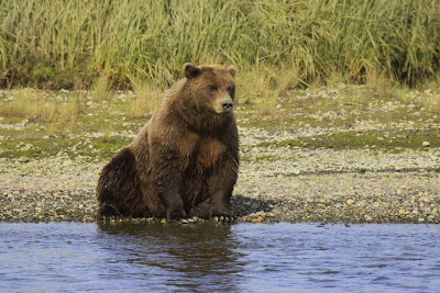 BEARS A' FISHING