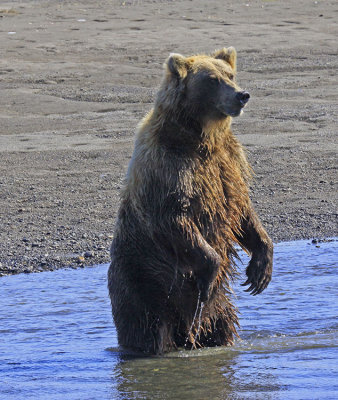 FISHING BEARS
