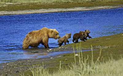 MOTHER BEAR AND THREE CUBS