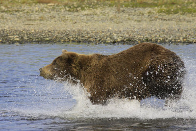 THE CHASE II
