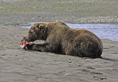 A SALMON SNACK