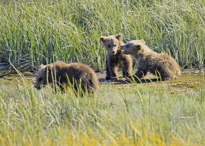 CUBS AT PLAY