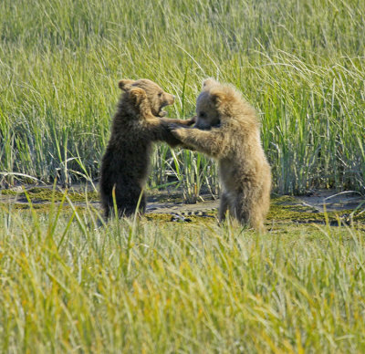 BOXING MATCH II