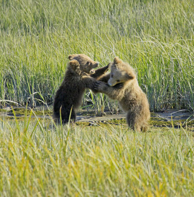 BOXING MATCH III