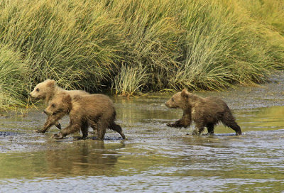 CUBS IN-STEP: ALMOST!!