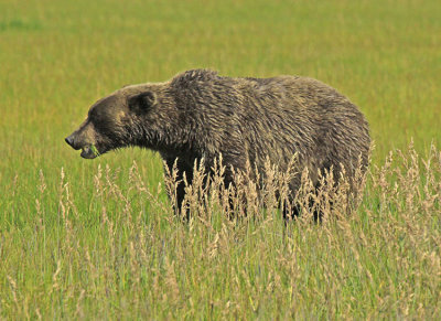 GRAZING ON GRASS