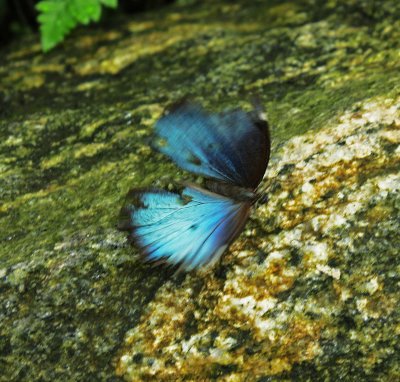 butterfly conservatory