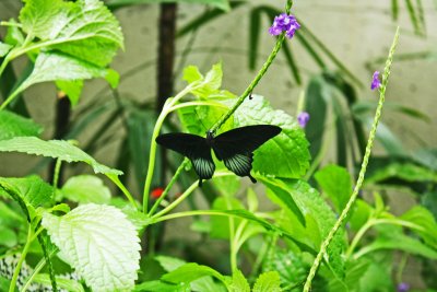 butterfly conservatory