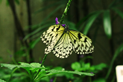 butterfly conservatory