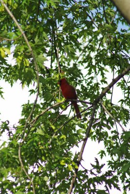 Cardinal in a Maple Tree