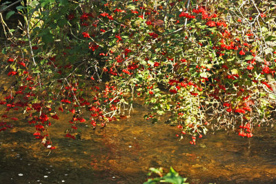 godrich oct 2011 027_edited-1.jpg