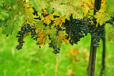 purple grapes.jpg