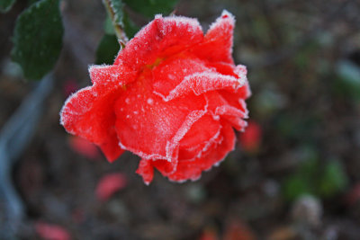frost on a rose.jpg