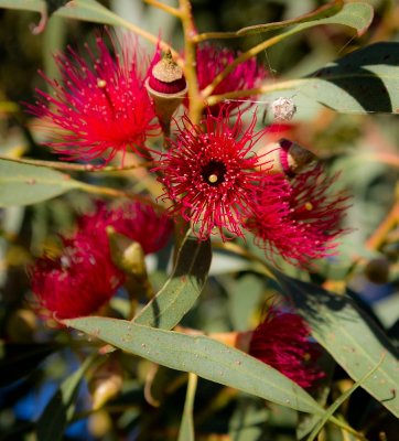 Autumn eucalypt