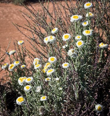 spring desert daisies