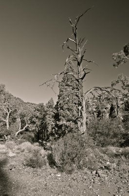Flinders Ranges vista ii