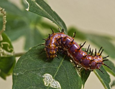 Caterpillar