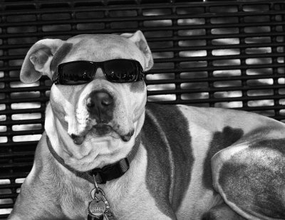 Sunglass Dog #2